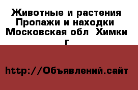 Животные и растения Пропажи и находки. Московская обл.,Химки г.